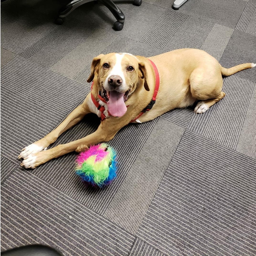 TheeDigital's tweet photo. This happy face is hanging out at the office today. He's pretty paw-some to have around 🐾 #petsatworkday #tgif #friyay #agencylife https://t.co/MsRWAnd8go