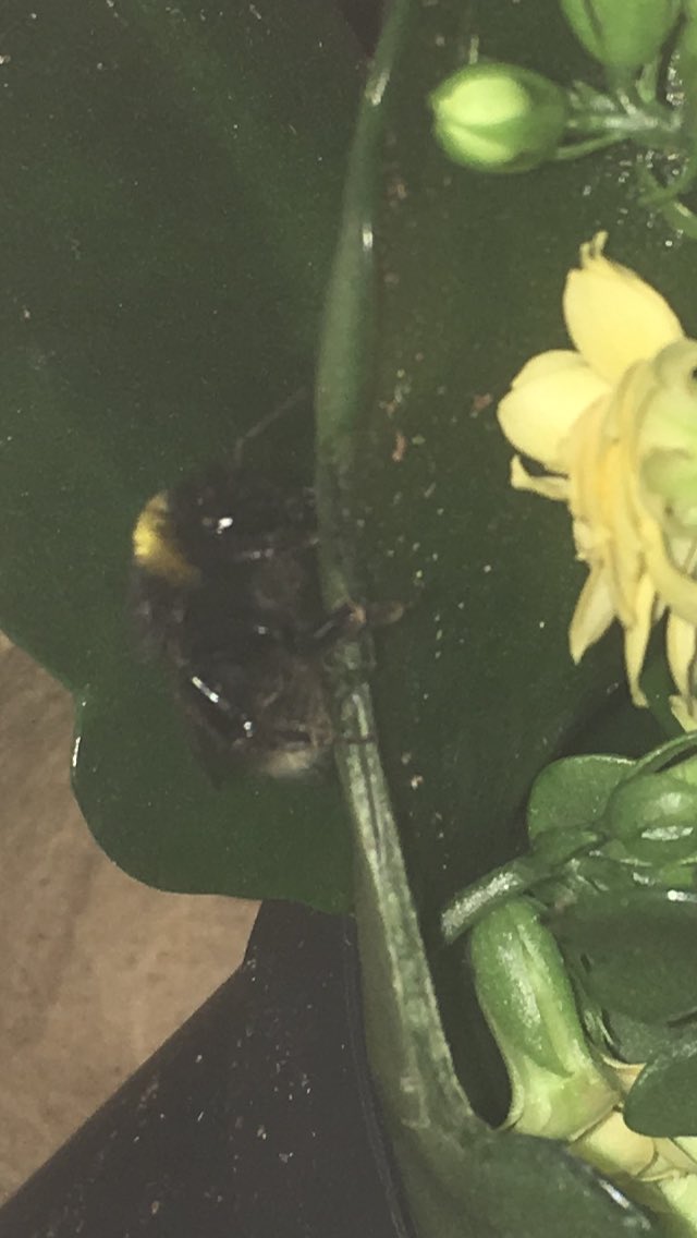 JacquelineLD's tweet photo. Happy to report that Miss 🐝 is still with us. We couldn’t find any 💐 outside so we brought them to her! Thank you @sainsburys for this cheerful 🐝 friendly pot plant #beeupdate https://t.co/xcwcUXEFts
