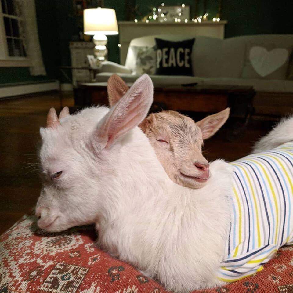 Animalconnect's tweet photo. GoatsofAnarchy is a vegan sanctuary located in Hunterdon County, New Jersey whose mission is to rescue and rehabilitate baby goats with special needs. 
For international opportunities at animal sanctuaries, check out https://t.co/l455kg2SiZ 🌟 https://t.co/wa1JxMZ3Jb