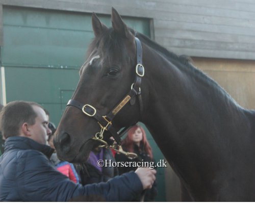 Horseracing_dk's tweet photo. 5. januar 2019 Hingste på York - https://t.co/ZbWMal6FQG via @Shareaholic
.
#yorkstud,#breeding,#avl,#stallions,#showingofstallions,#racehorsesdenmark https://t.co/1aD2hl5I90