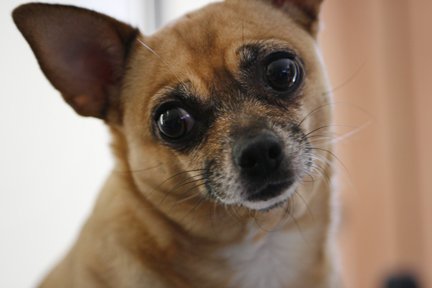 divastephie's tweet photo. @Racheldoesstuff My dog's name is Annabelle. We call her:

-Annaboo
-Annabooboo
-Booboo
-Boog
-Booger
-Booglet
-Boogalina
-Boogie
-BoogieBear
-BoogieWoogieBoogieBear
-Mama's Sweet Baby Girl https://t.co/tftLuwiDVD