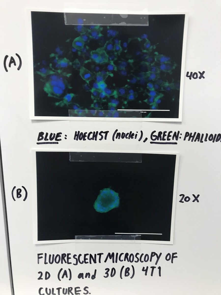 EdenTanner's tweet image. What a pleasure it has been to co-teach a very bright group of @hseas freshmen this week for BioSTAR! We cultured and stained 4T1 cells, made drug-nanoparticles using microfluidics (pictured) and did an Alamar blue viability assay. #bioengineer #STEM #nano