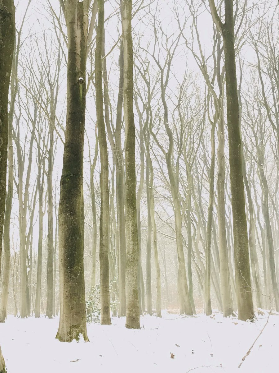 mveldhuis76's tweet photo. De #maalbossen werden intensief gebruikt, begraasd, gekapt, hakhout enz.. daardoor was het een héél open #bos en konden de bomen verschillende kanten op groeien. Ze gingen “dansen”. Daarom worden deze #beuken wel dansende beuken genoemd😁 #bos #oudbos #niersen https://t.co/nUlTSum1Pa