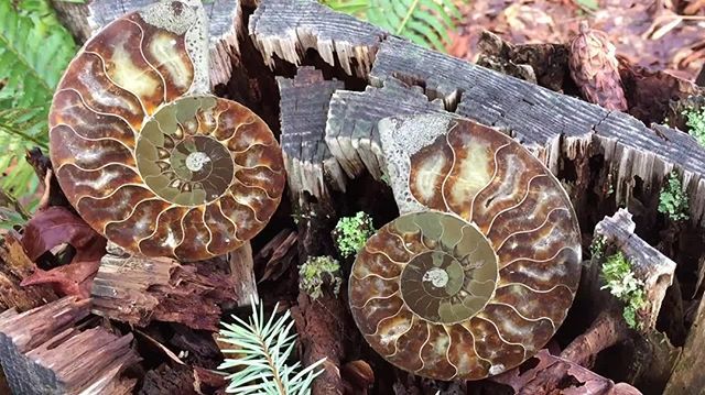 *AVAILABLE* Stunning Ammonite pair! .
.
.
.
.
.
#ammonite #ammonitepair #ammonitefossil #ammonitefossils #fosilizedammonite #crystals #tandmgems #tandmgemsontour #gemmobile #personalshopping #travel #tourism #canada #canadians #tourismcanada #bc #alberta… bit.ly/2sKvuiz