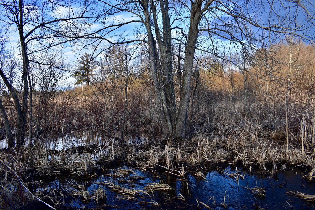 Vine Brook #burlingtonconservation #naturalmassachusetts #BurlingtonMA