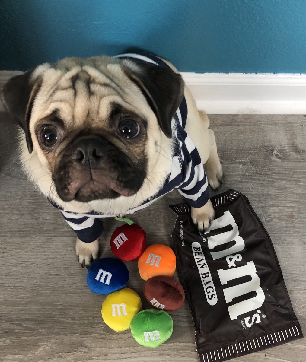 ramsaytheepug's tweet photo. They melt in your mouth, not in your hand. 
•
•
•
#candy #mandmscandy #marscandy #snacks  #yummy  #tasty  #chocolate #friday  #cheatday  #pug  #pugsofinstagram  #puglovers  #pugloversclub💕💕💕💕  #dogo https://t.co/mhBHkk8kWG