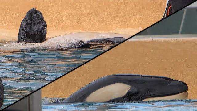 Baby Ula.   Give it up, Vicky was also deformed (2nd pic) call it a day they are inbreds and hybrids from Seaworld. No one is falling for it anymore 
voiceoftheorcas.blogspot.com/2019/01/loro-p… 
Vicky was also deformed
thisisplanetocean.blogspot.com/2013/06/the-de…
<a href="/jeffrey_ventre/">Jeffrey Ventre</a> <a href="/Blackfished/">Blackfish Brigade</a> <a href="/grm_chikn/">@grm_chikn</a> @johnjhargrove
