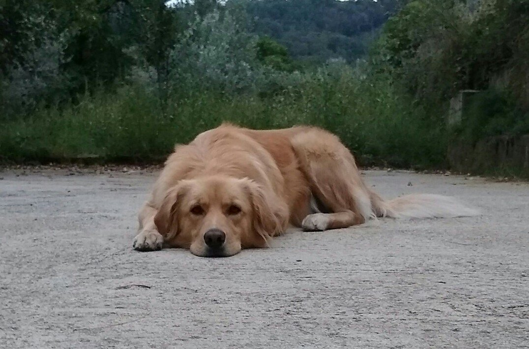 contosudime's tweet photo. È lì che aspetta che io decida il da farsi, paziente e fiducioso, mi seguirà ovunque, per quell'amore incondizionato che solo i cani sanno dare.
#GoldenRetriever
#ilovemydog
#dog
#amicofedele
#maya https://t.co/3wynnxYa98