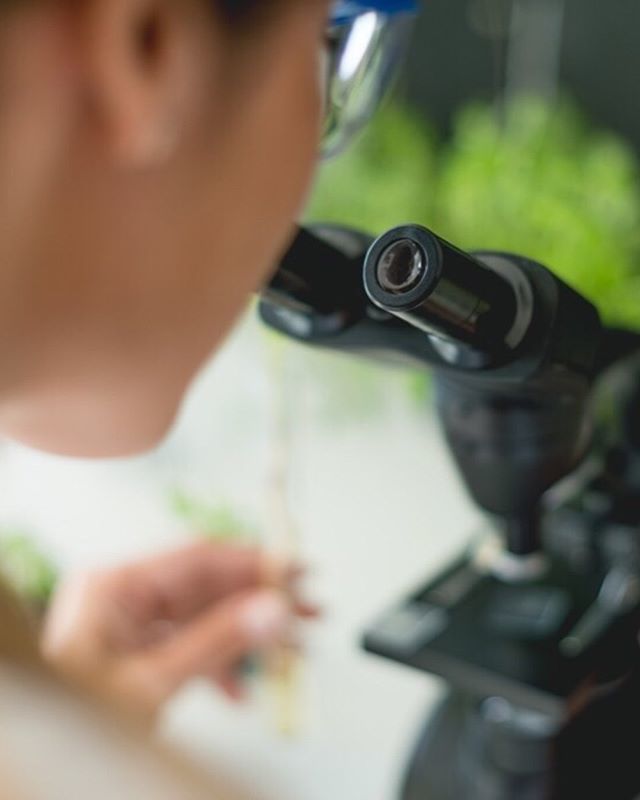 From our late-stage LP on Gabriola Island to our recent acquisition of Select Strains Genetics, Abattis is gearing up to become a cultivation powerhouse is BC.