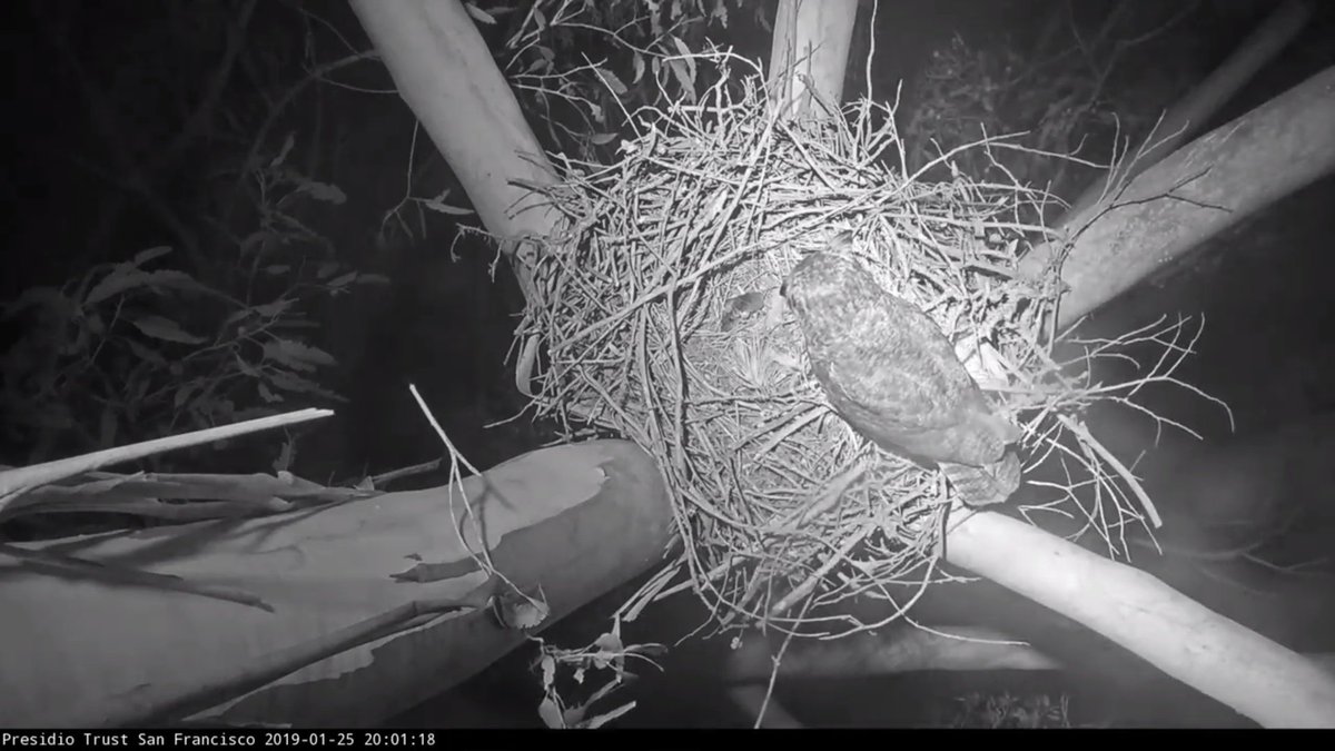 Renorabbit's tweet photo. @VRValicento @QuailPat @Restful_Heart @kittez @presidiosf 20:01 Great horned owl arrives at Presidio #sfhawk nest, snacks a little on prey left in the nest cup, then departs with prey at 20:07. after much vocalizing. https://t.co/iRuB94lCIZ