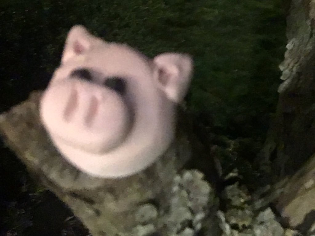 reecombs's tweet image. Oink! Oink! This little 🐷 pig is no myth, he is anxiously waiting for February 5th!