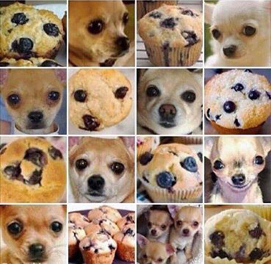 TheMattStout's tweet photo. I’m tired of politics... so I’m going to spend the rest of the day playing "Chihuahua or muffin.” 🤔 https://t.co/fzmFdtGqJM