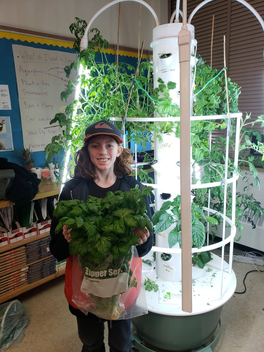 The end of electives means HARVEST TIME <a href="/connectcharter/">Connect Charter</a> 🥕🌶🥒🥦🍅🍓 #towergarden #celery