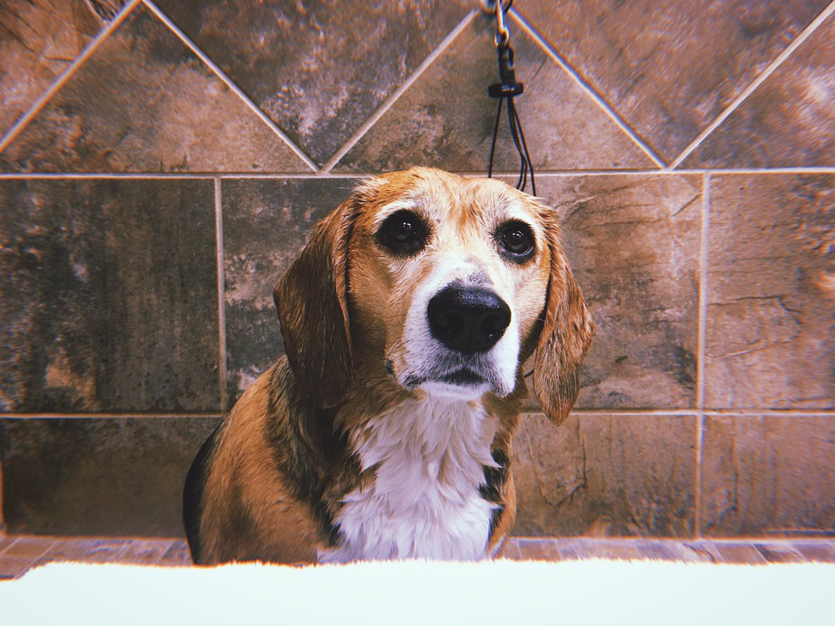 _bmaaack's tweet image. Just tweeting this so I can pin it to the top of my profile so every time I go look at how funny my retweets / tweets are this is the first tweet I see