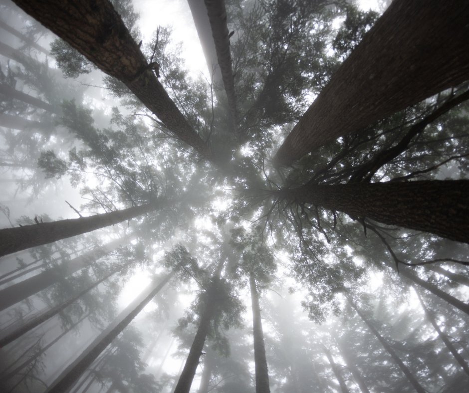 Educational talks will be held under the rainforest canopy, while families enjoy locally sourced goods, making the community space their home in the forest and playground for children. #SquamishCanyon #Canada #Rainforest #SquamishBC

Photo by Randy Tarampi on Unsplash