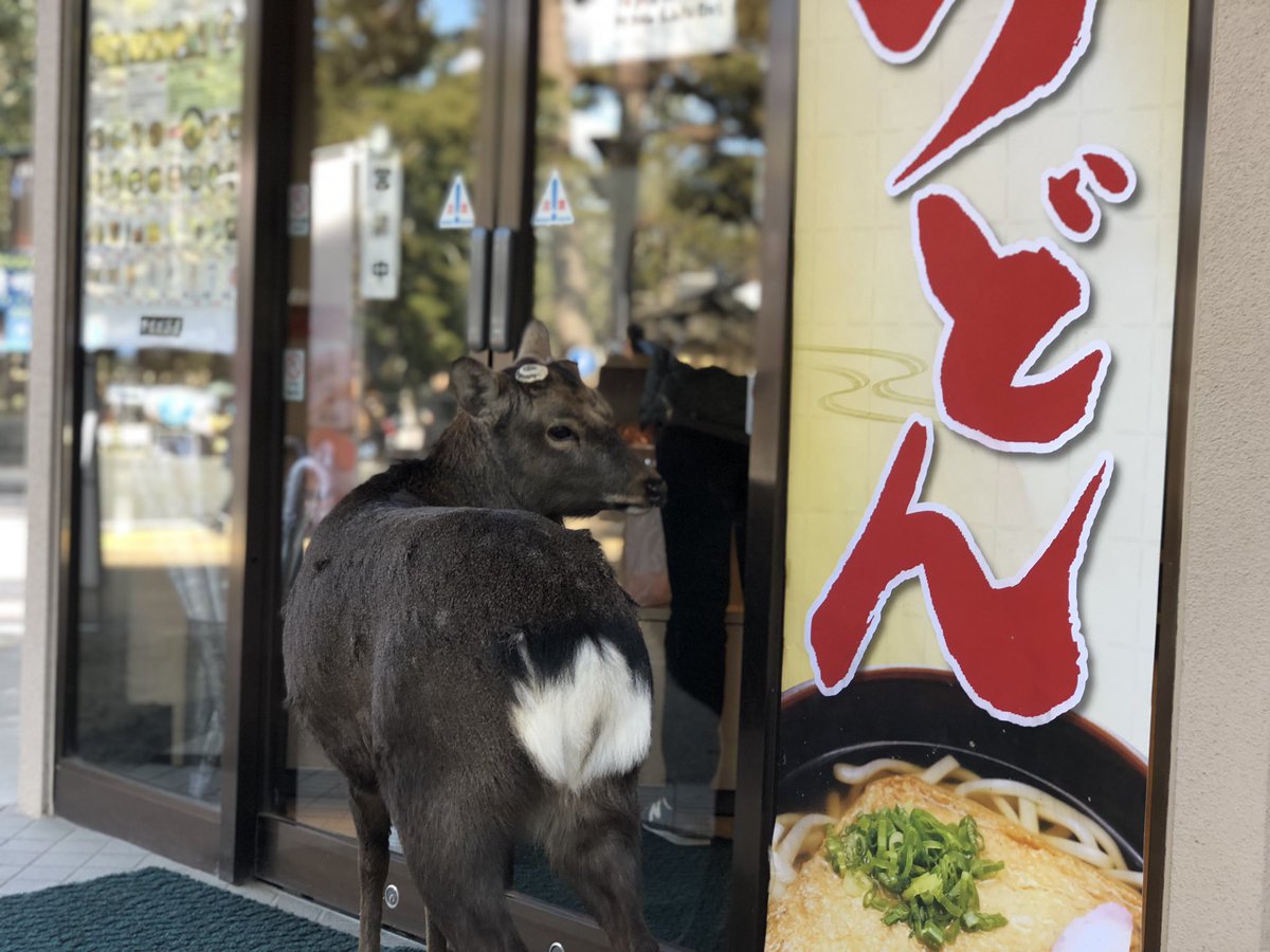 nocca_a's tweet image. 引っ越してからやっと
鹿さんたちに会いに🦌
車降りたらふつうに鹿だらけで
テンションあがってた娘 ♡
#奈良 #奈良公園 #鹿 #春日大社