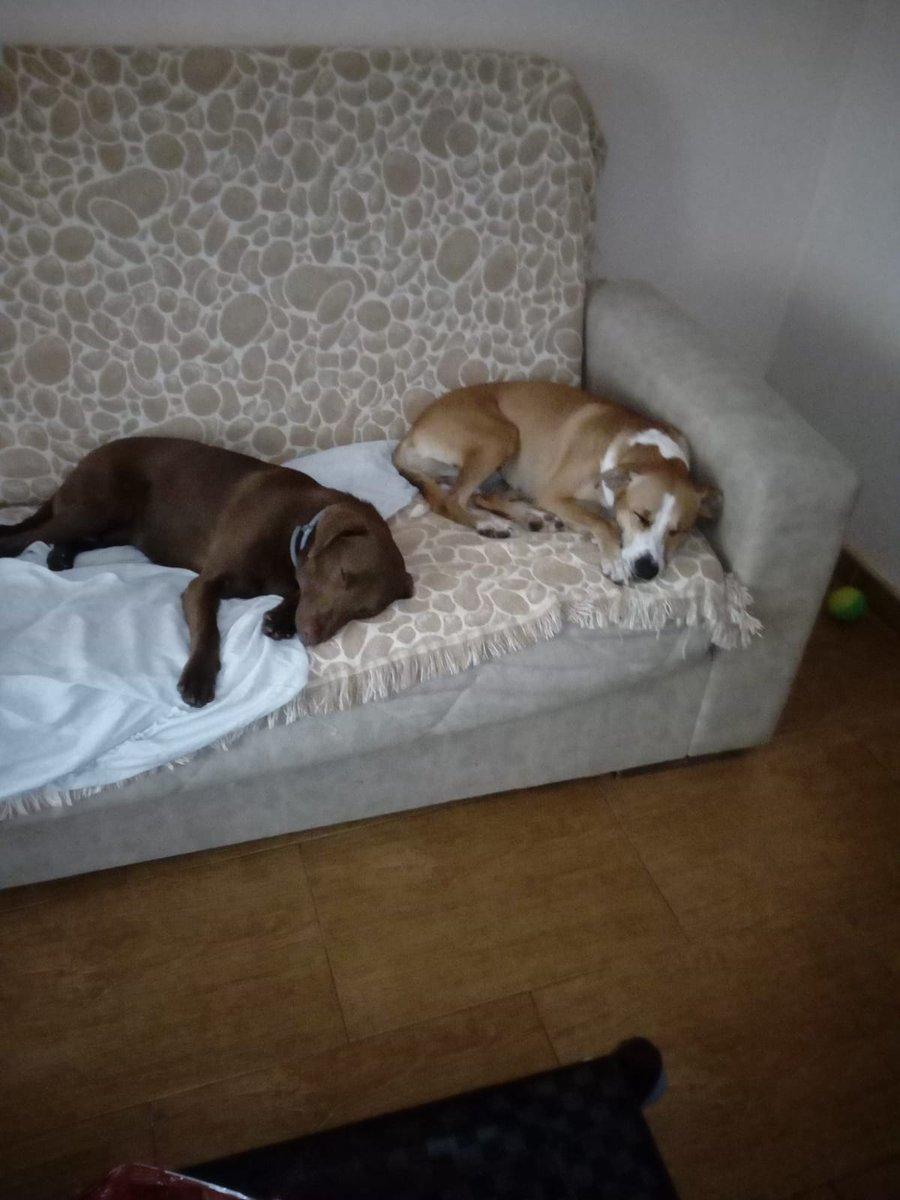 BrusBusca's tweet image. Y por fin... #brusencontrohogar #encontremifamilia gracias a todos los que se interesaron en todo este año, por fin brus ha encontrado su lugar en el mundo, finalmente se queda para siempre con la chica de acogida. Gracias gracias y gracias !! #AdoptaNoCompres