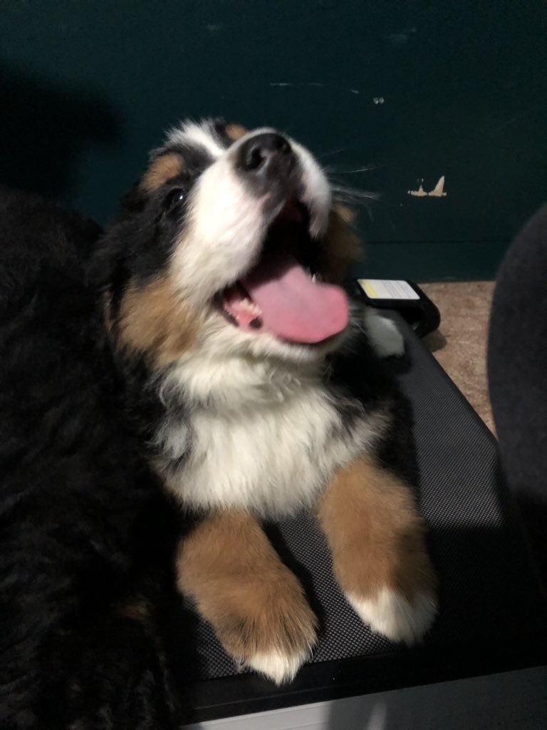 Tingo_89's tweet image. Made the mistake of going to look at puppies today. I have no idea how I left that house without one.

We’re having huge puppy fever right now...

How do you all deal with the responsibility of working and owning a dog? What about a Bernese? #NeedTips #sendclarity #AndCommonSense
