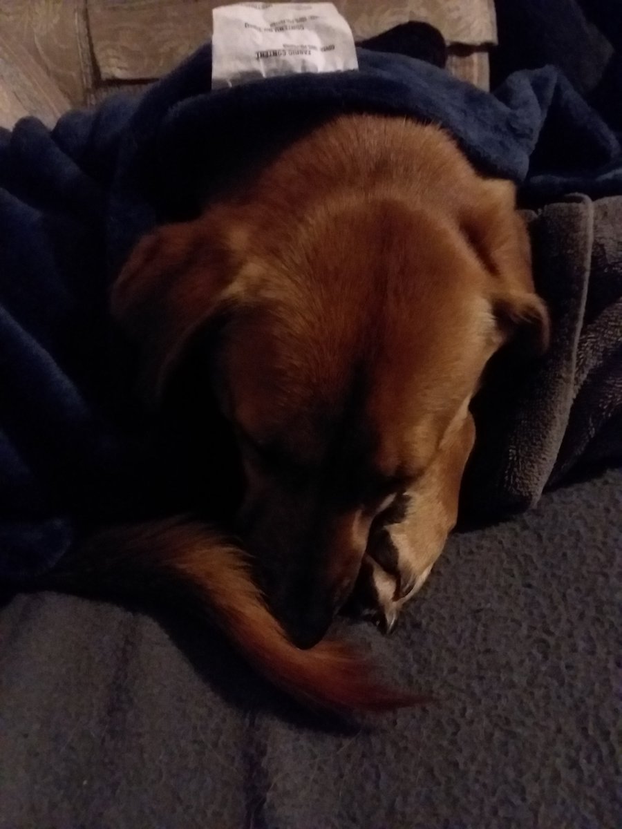 Locked up and snuggled up in Ohio.  Should I wake him for Live Pd?  <a href="/PascoSheriff/">Pasco Sheriff</a>