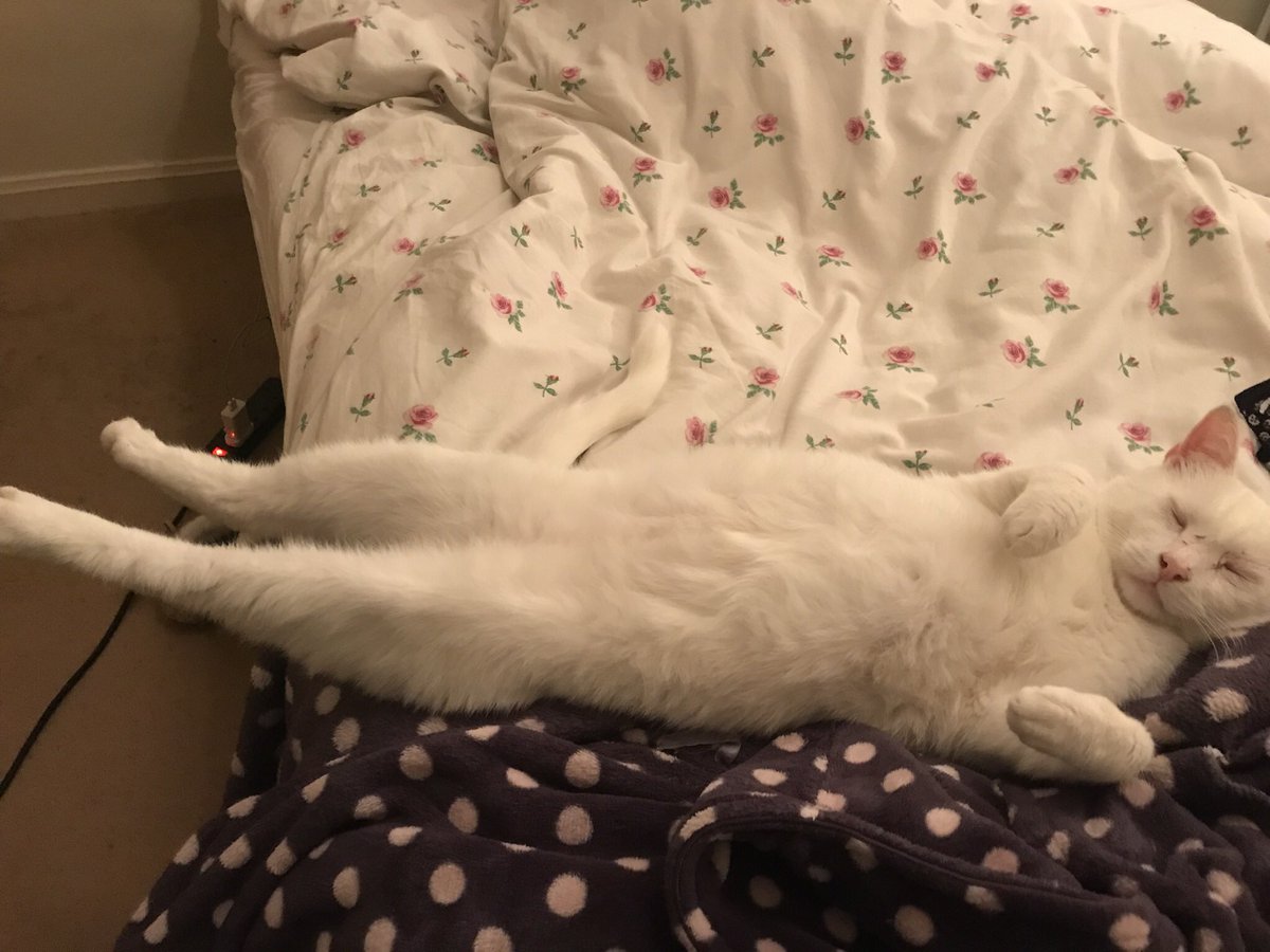 murphsongs's tweet photo. ... I thinks he’s trying to seduce me... 😂 #exposed #pussy #cat https://t.co/qcYpIFY2Cy