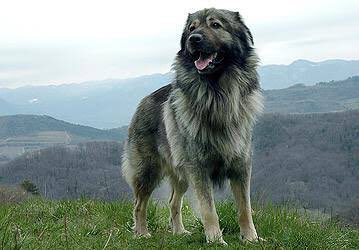 Uzivatel タクワン 愛犬家 Na Twitteru 犬種紹介シリーズ 第29弾 カルストシェパード 原産地 スロベニア 体高54 63cm 体重25 37kg 大型犬 価格 ペットタイプ 輸入 ショータイプ 輸入 一言コメント スロベニアの天然記念物として登録されており 首回りの Uzivatel タクワン 愛犬家 Na Twitteru 犬種紹介シリーズ 第29弾 カルストシェパード 原産地 スロベニア 体高54 63cm 体重25 37kg 大型犬 価格 ペットタイプ 輸入 ショータイプ 輸入 一言コメント スロベニアの天然記念物として登録されており 首回りの