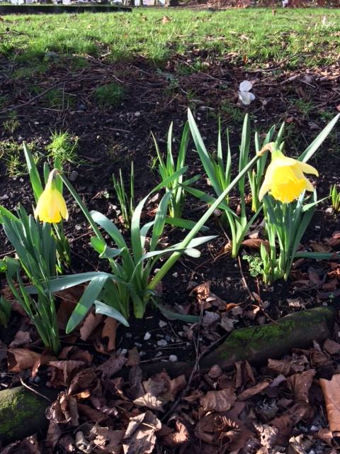 FriendsofFOPCC's tweet image. The first of the daffodils are open!  We have been clearing the path and topping up some of the graves which had sunk with the soil.  We have a few projects underway if anyone would like to help out.  A lovely day today but a bit windy.