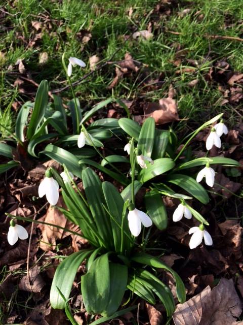 FriendsofFOPCC's tweet image. The first of the daffodils are open!  We have been clearing the path and topping up some of the graves which had sunk with the soil.  We have a few projects underway if anyone would like to help out.  A lovely day today but a bit windy.