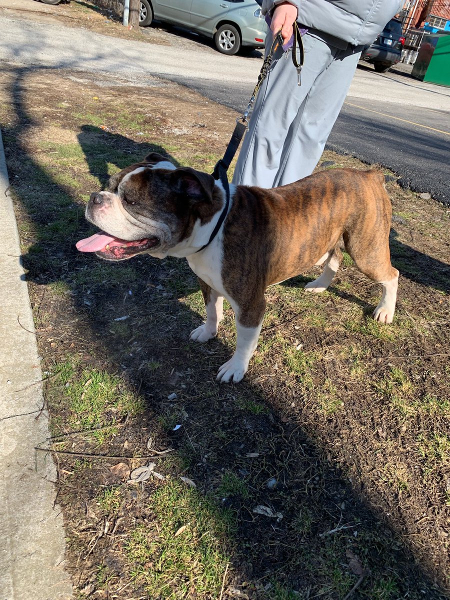 This guys was wondering around. He’s at the Chittenden Veterinary Clinic.