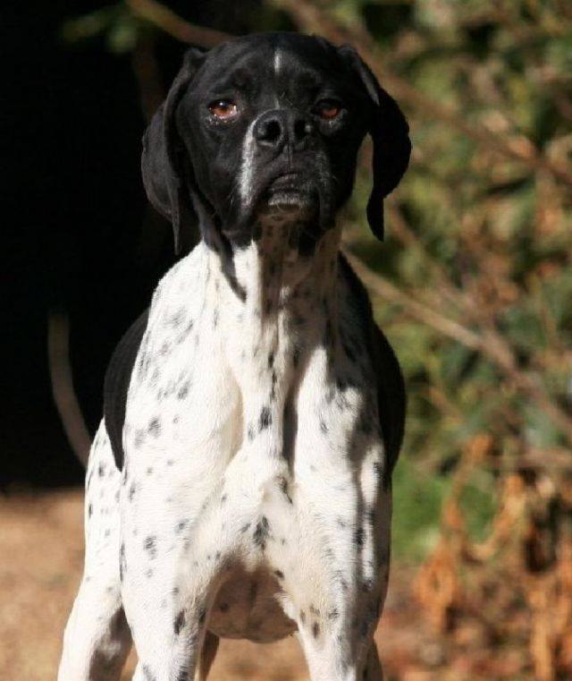 fattoriaditobia's tweet photo. 🔝1° Canile in APP #POPOTROLL
6 anni, buono con tutti.
🐾info, foto
🌐 https://t.co/51NC330wvT
Canile Rifugio con Funzione Pubblica (Legge 281/91) – Certificazione ISO9001 – Rm https://t.co/QsAmacXU2u