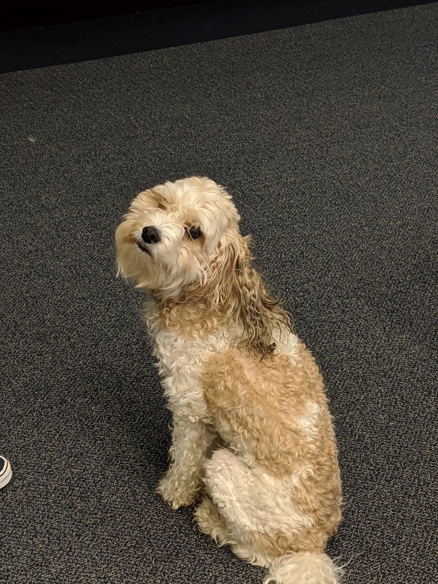 CIS_Washjeff's tweet image. Reinvigorated by some naps, breakfast, and a furry addition to one of the teams,   everyone is back to work. We&apos;ve got coding, graphics, and audio work going on #CISGameJam