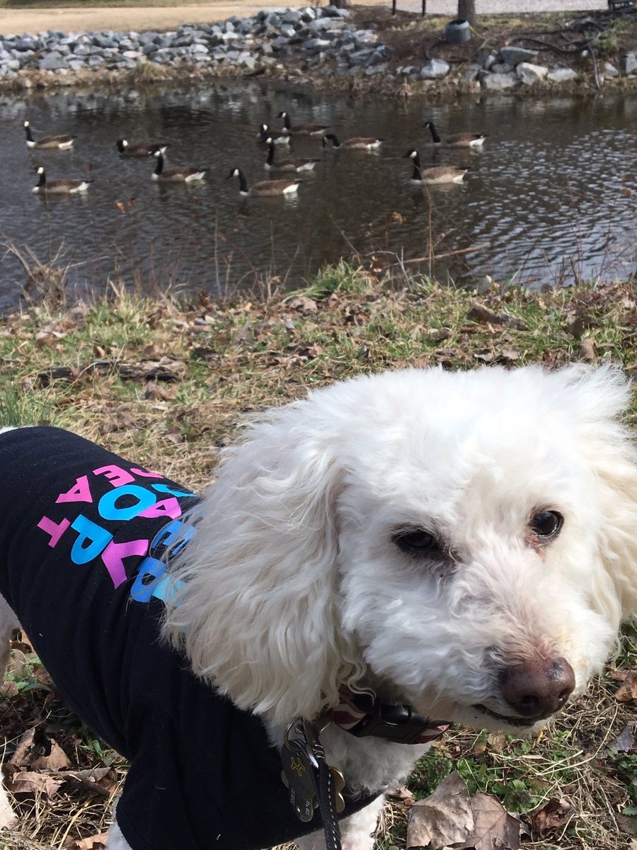 ChewyChewinsky's tweet photo. This is what a four mlie #miniaturepoodle looks like #walklikeapoodle #poodlesooftwitter #DogsofTwittter #poodle #minipoo #ducks https://t.co/CRA5EEk0JD