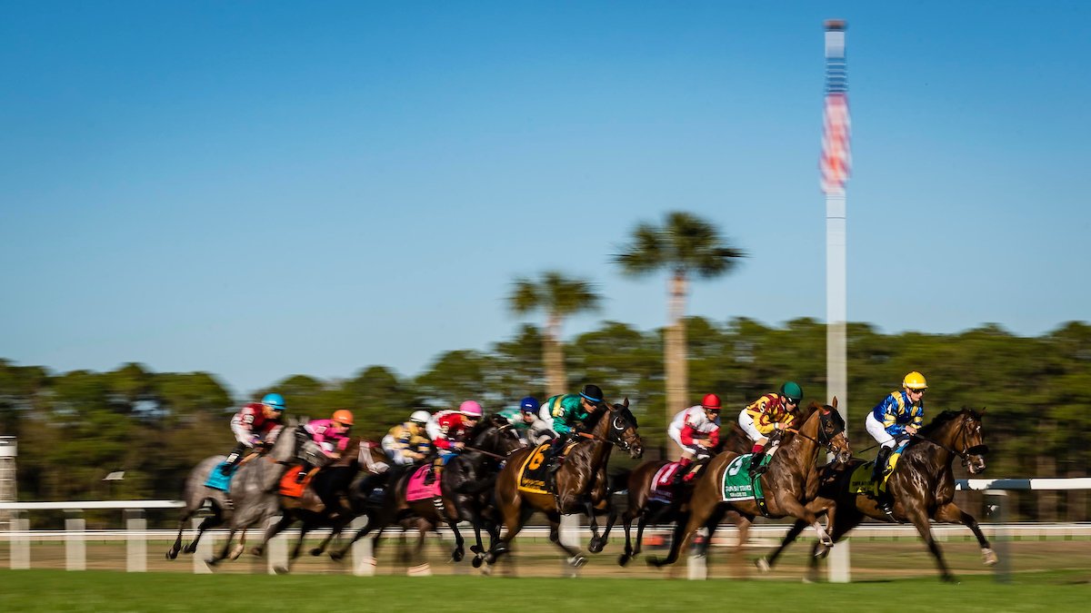 Free Horse Racing Picks Tampa Bay Downs 1 Tampa bay picks and free