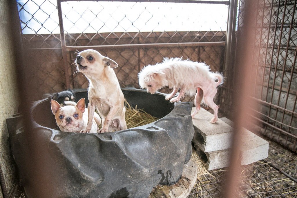 Humane World for Animals News tweet media