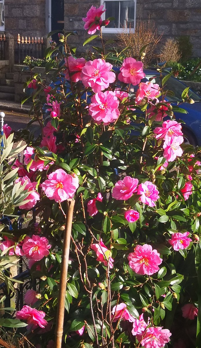 traceysuckling's tweet photo. Camellias in bloom, no snow or frost here my lovelies! https://t.co/UsGzaXftTU
