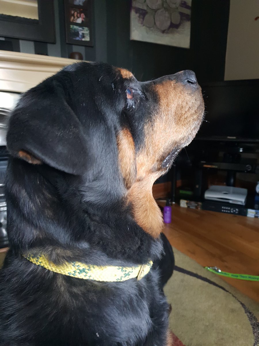 Kaiser and Khan got their happy ending today and were #adopted.
#SuperSaturday #AdoptDontShop #rescuedog #rottie