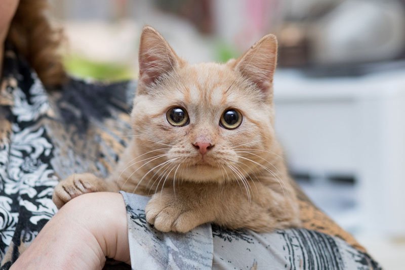 zverikivdar's tweet image. #Москва #ищудом
Веснушка. 🙂Уютный плюш... Теплый и мягкий... Я знаю, что она не привлекает много внимания... Но в этой кошке коктейль положительных эмоций! Он просто выплескивается на окружающих и делает их счастливыми.
Возраст 7 месяцев. Стерилизована.
8-985-364-30-05 Татьяна