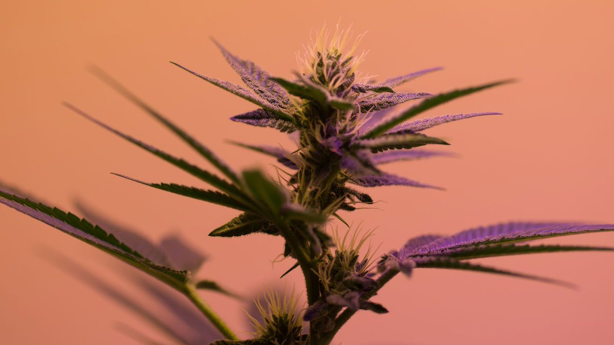 Can CBD Give Your Meditation a Boost? #cbd #meditation 
buff.ly/2R2TKpR