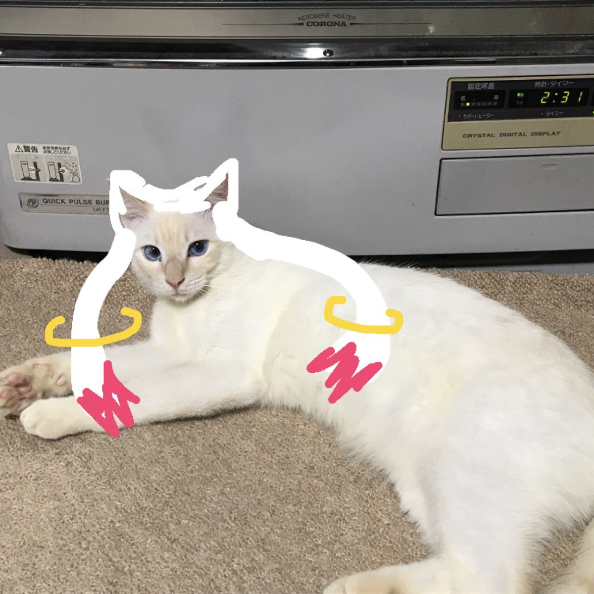 きゅうべえ Hashtag On Twitter きゅうべえ Hashtag On Twitter