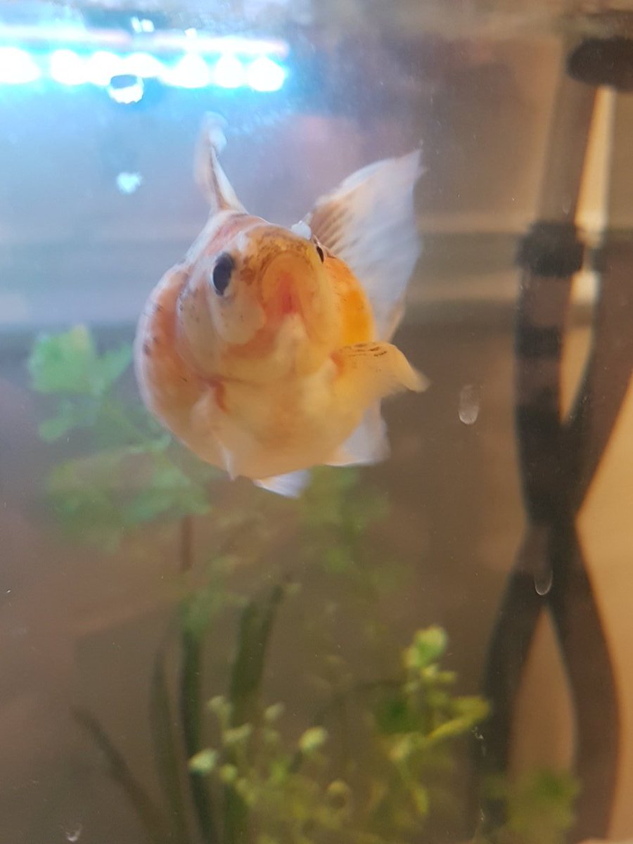 Wolfbird_NLCC's tweet photo. This is Randy, he is one of the smaller goldfish breeds and he still went from 25g to 35 in about four weeks. He'll live maybe 20 years.
#KnowWhatYoureGettingInto https://t.co/w9gG99U4JQ