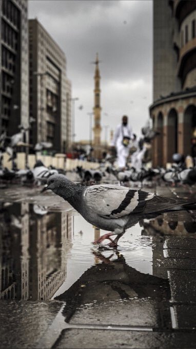 ﮼عبدالعزيز ﮼ tweet media