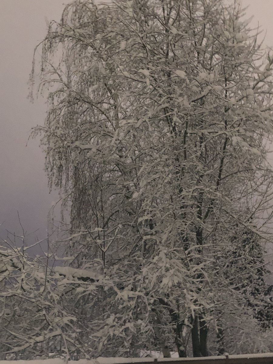 TheAndrewWight's tweet photo. #snowpocalypse2019 #snowmageddon19 @Q13FOX @KING5Seattle there is at least 8” here in @CityofRenton highlands https://t.co/Ld8IS2uJQS