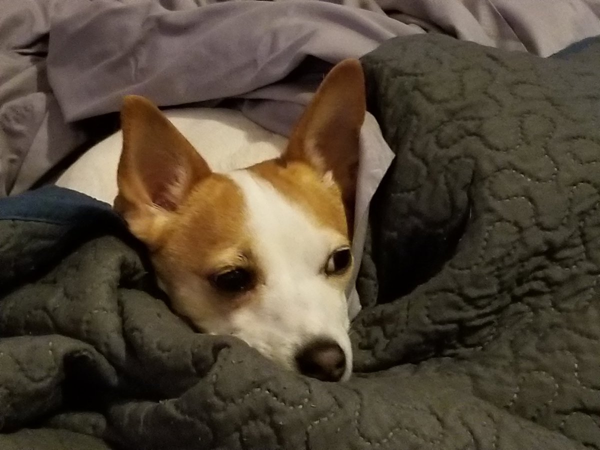 CoachingZero's tweet photo. So hard to go to work today....#doggy #DogDays #tribalsupport #dontwanttoworktoday https://t.co/nwSp97DZpj