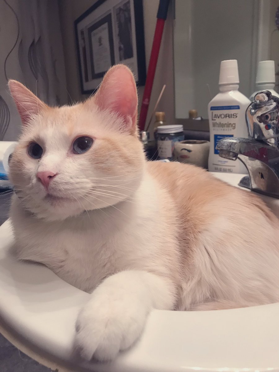 marshboii's tweet photo. Good morning from me and my sink ❤️ https://t.co/SZ1KVW20G3
