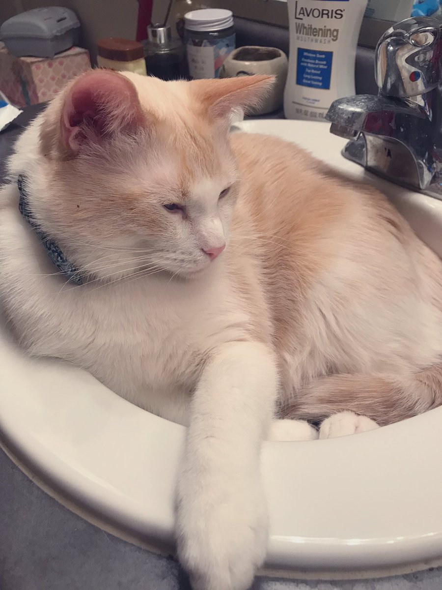 marshboii's tweet photo. Good morning from me and my sink ❤️ https://t.co/SZ1KVW20G3