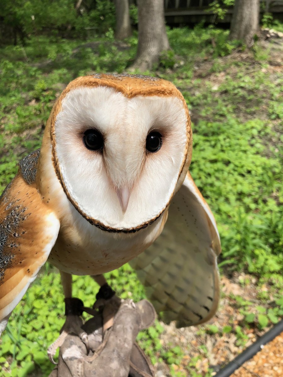Meet Orbit the Barn Owl TODAY!!! Visit our booth #607 from 10 am - 5 pm at the Old House New House Home Show, Pheasant Run Resort, St. Charles, IL. Get your photo taken with Orbit, a live barn owl handled by our show partner Flint Creek Wildlife.