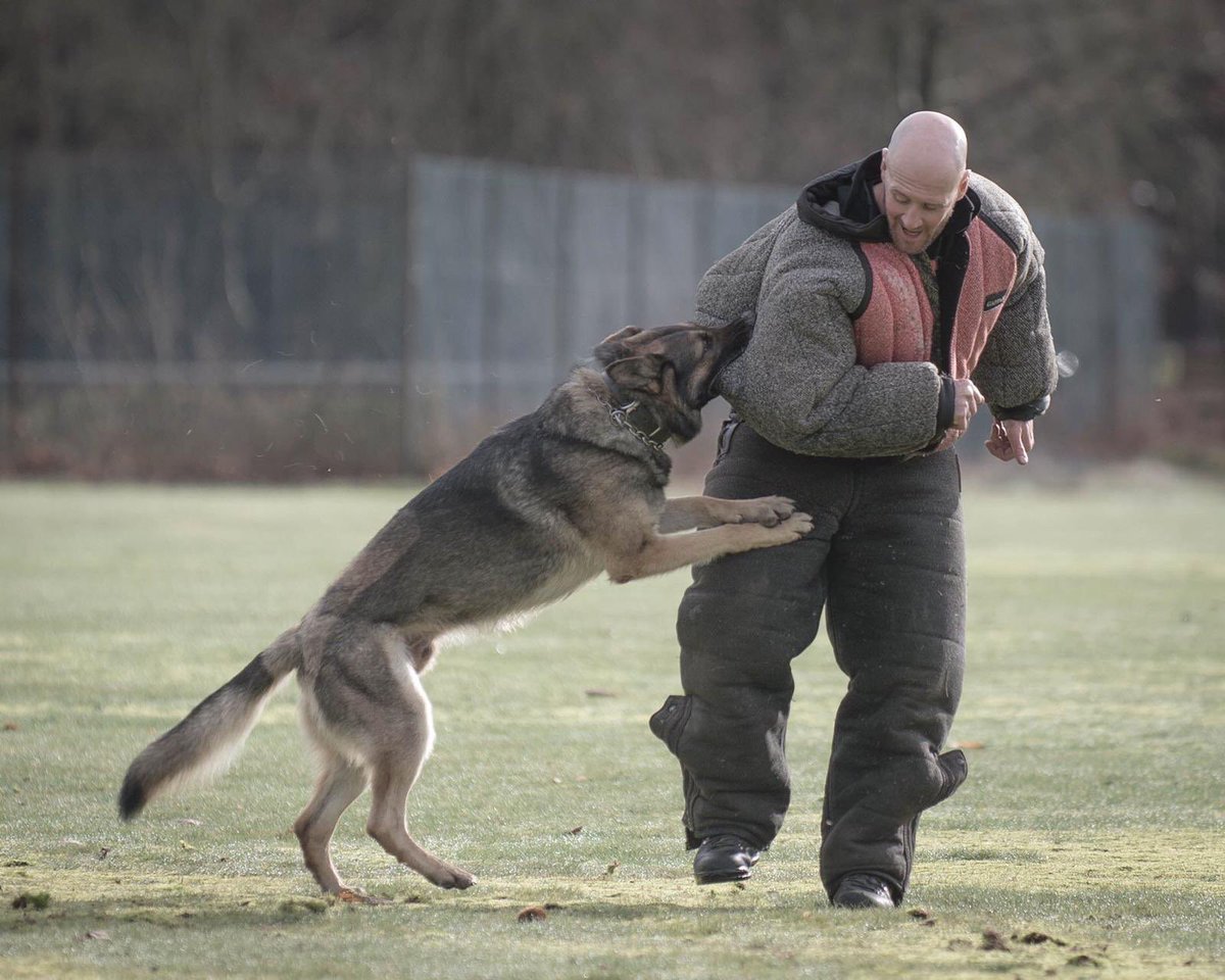 dazstaley's tweet photo. The body has just about recovered from an intense 4 days at Decoy School. Now Iโm looking forward to putting my new knowledge into practice next week ๐พ
#decoytraining #dancingwithdogs #dogtraining @HantsTVPolDogs https://t.co/0eKMHAQlSa