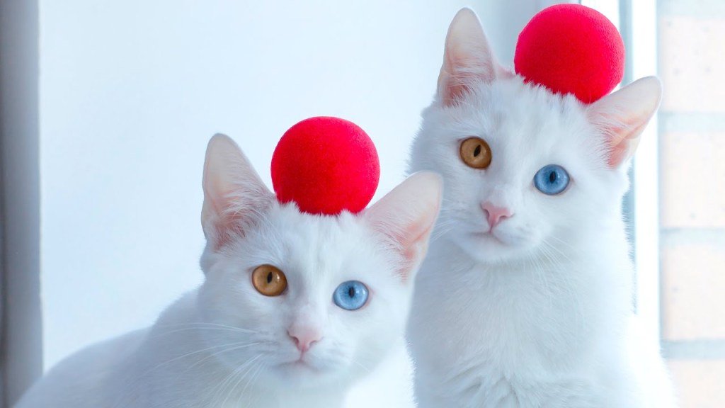 кошка самка белая. серый и белый котики. ангорский кот гетерохромия. котята с разными глазами. кошки близнецы айрис и абис.