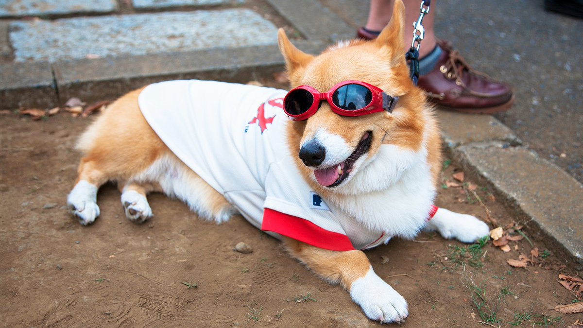 JasonDogWalker tweet picture