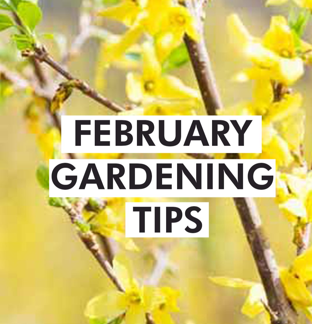 myriadgardens's tweet photo. Feb Gardening Tips:

Finish pruning shade trees, summer flowering shrubs &amp; hedges. Spring blooming shrubs such as forsythia may be pruned immediately after flowering. Do not top trees or prune just for the sake of pruning.

More 👉 https://t.co/kSGCwuysTU

#SaturdayMotivation https://t.co/OCPCO1d0IY