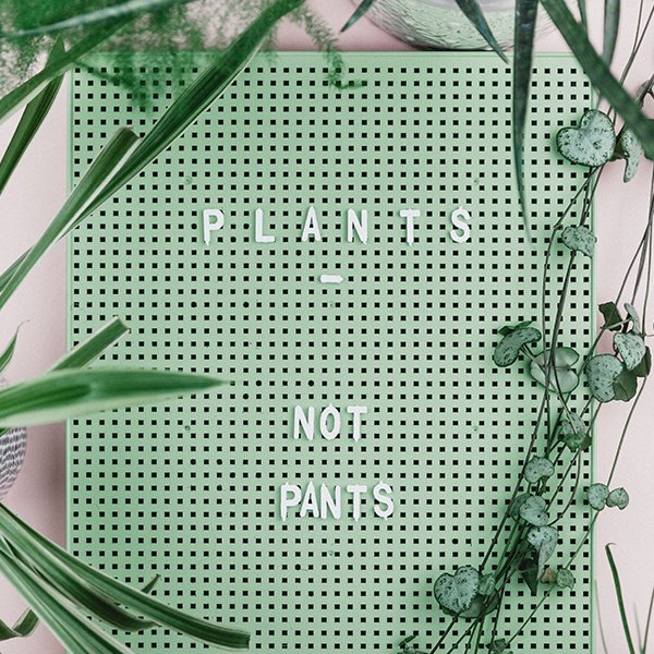 Thinking green >> Plants Not Pants! 🌱 
takingthepea.com